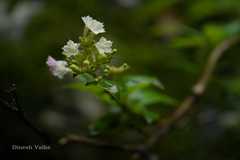 Leptodermis lanceolata